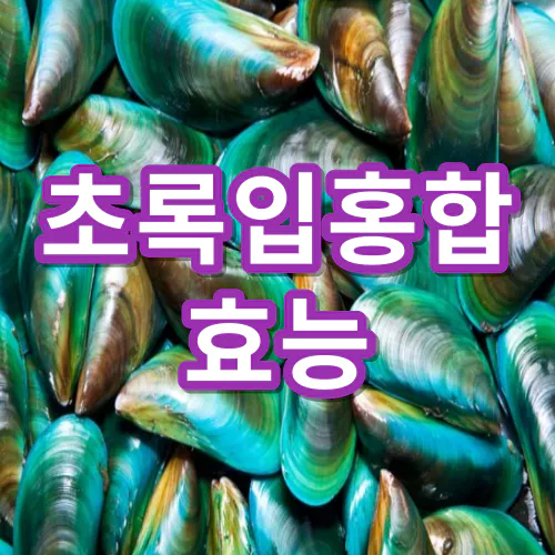 초록입홍합-효능-부작용-건강