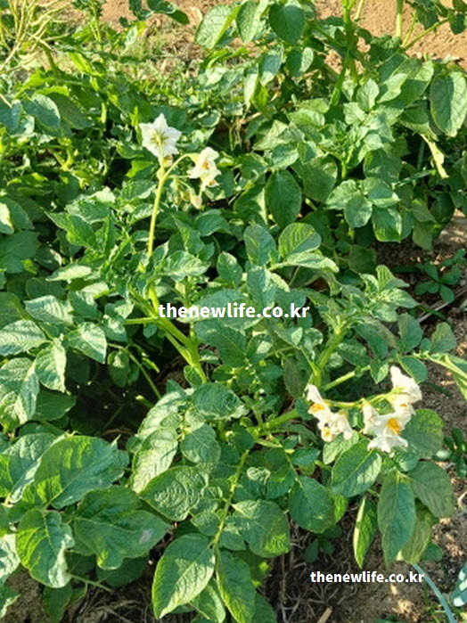 푸른 잎 사이로 하얀 감자꽃이 피어 있는 여름철 감자밭의 생생한 재배 현장 모습