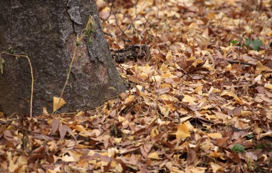 러브버그 퇴치방법