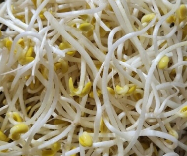 콩나물