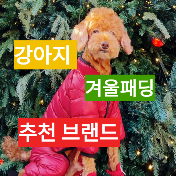 강아지 겨울 패딩 추천