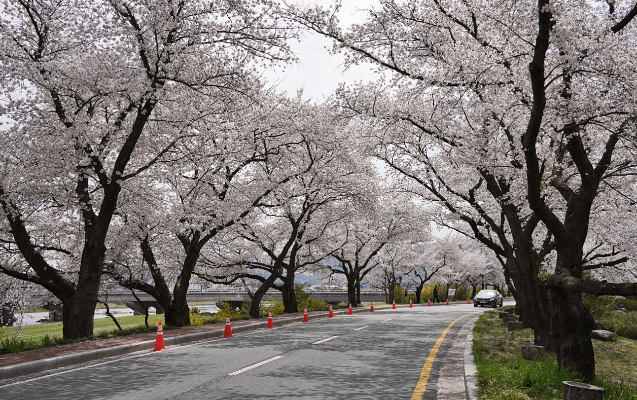 경주 벚꽃 개화시기
