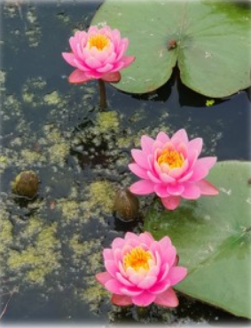 부여 서동연꽃 축제