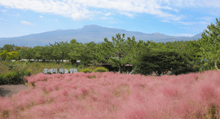 제주도 휴애리 자연생활공원 핑크뮬리 축제 9월 가을여행지 가볼만한 곳 감귤체험