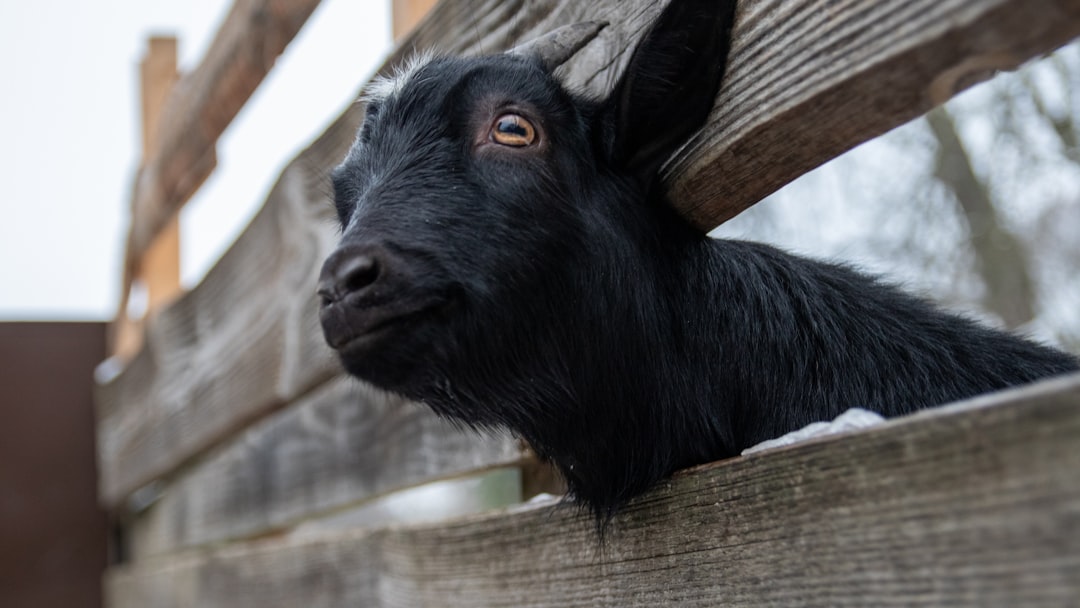 black goat
