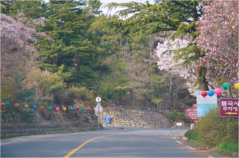 경주-벚꽃-명소