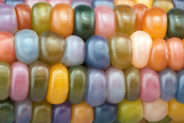 보석옥수수(Glass Gem Corn)에 숨겨진 피토케미컬의 메세지