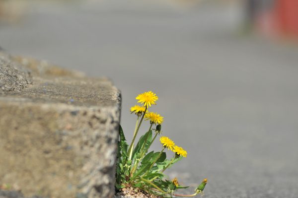 민들레 피어 있는 모습