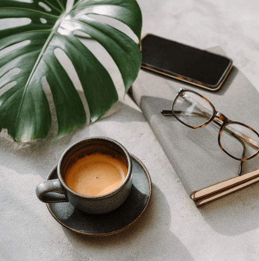 몬스테라 인테리어