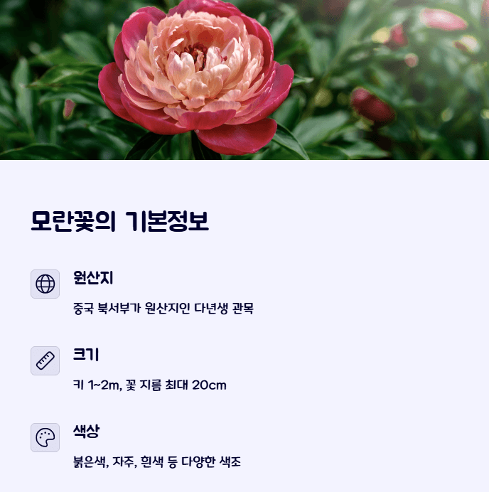 모란꽃