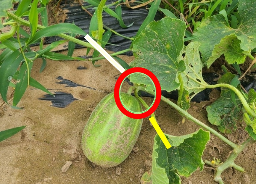 참외-순치기-방법