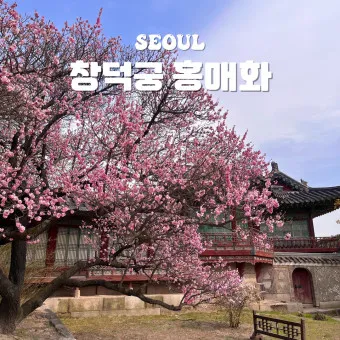 창덕궁 만첩홍매화 개화시기 명소_4
