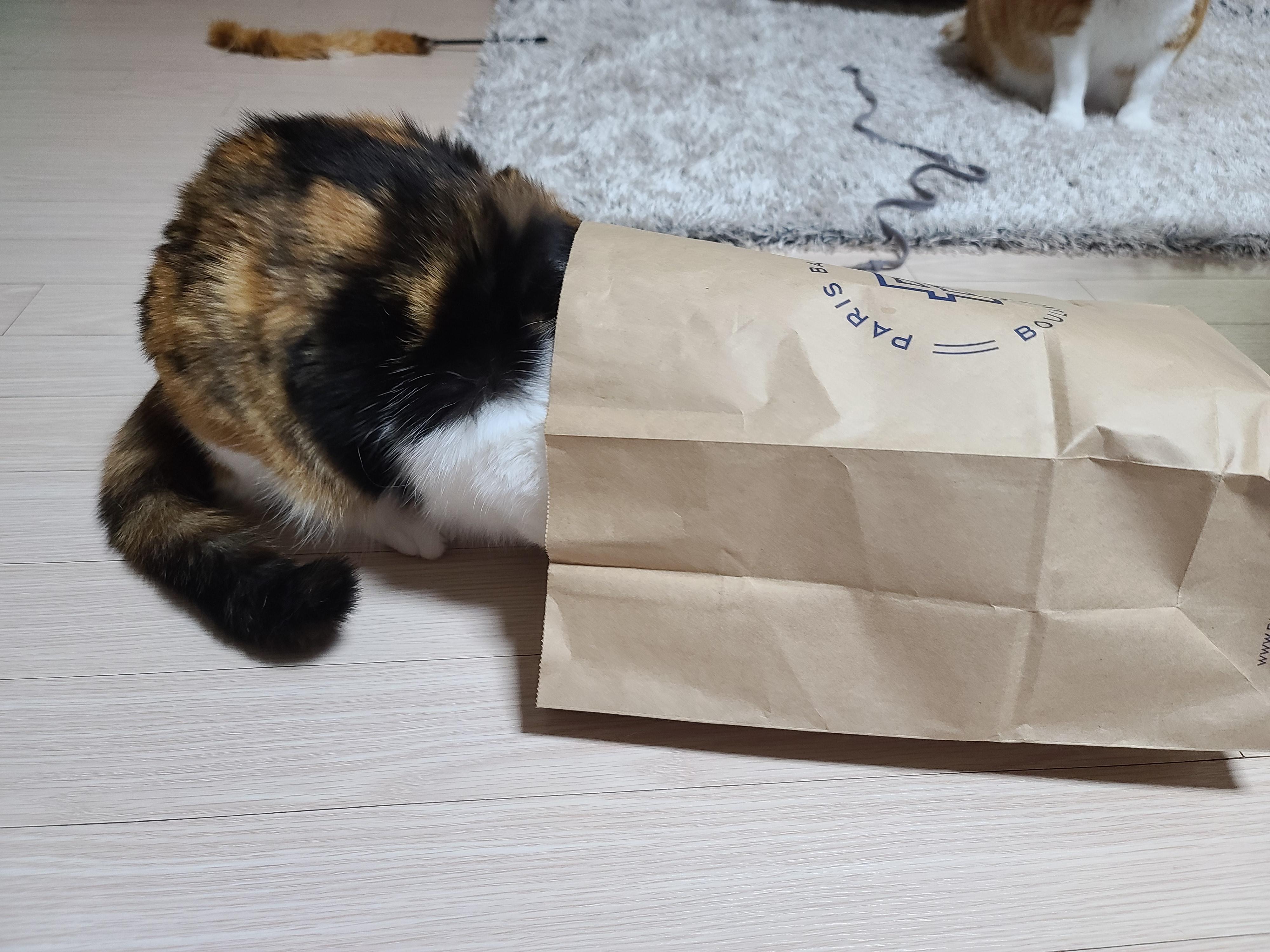 고양이들에게 최고의 장난감은