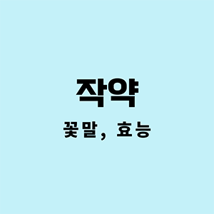 작약꽃말