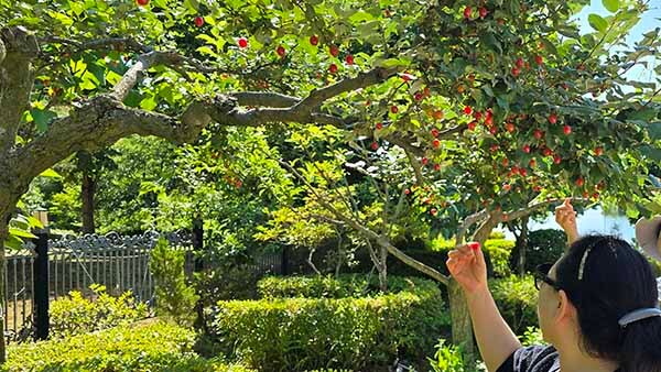 정원에서 발견한 보리수 열매