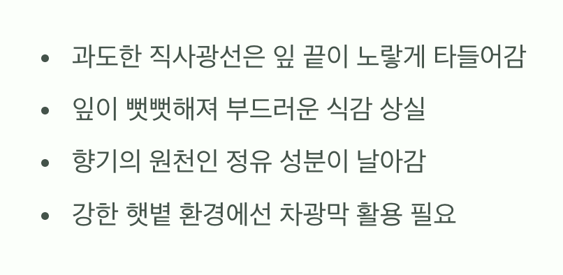 강한 직사광선은 오히려 독이 돼요