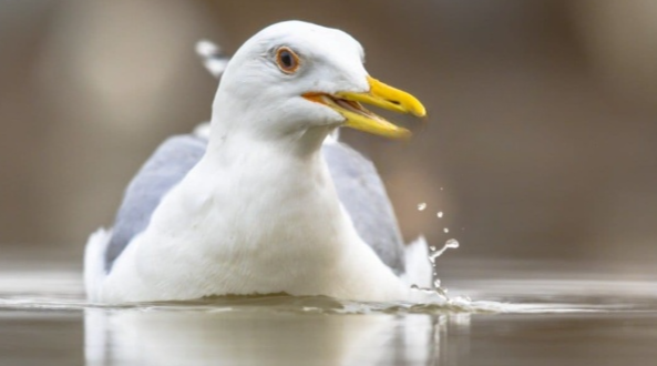 AI가-감쪽-같이-물고기를-지워줍니다.