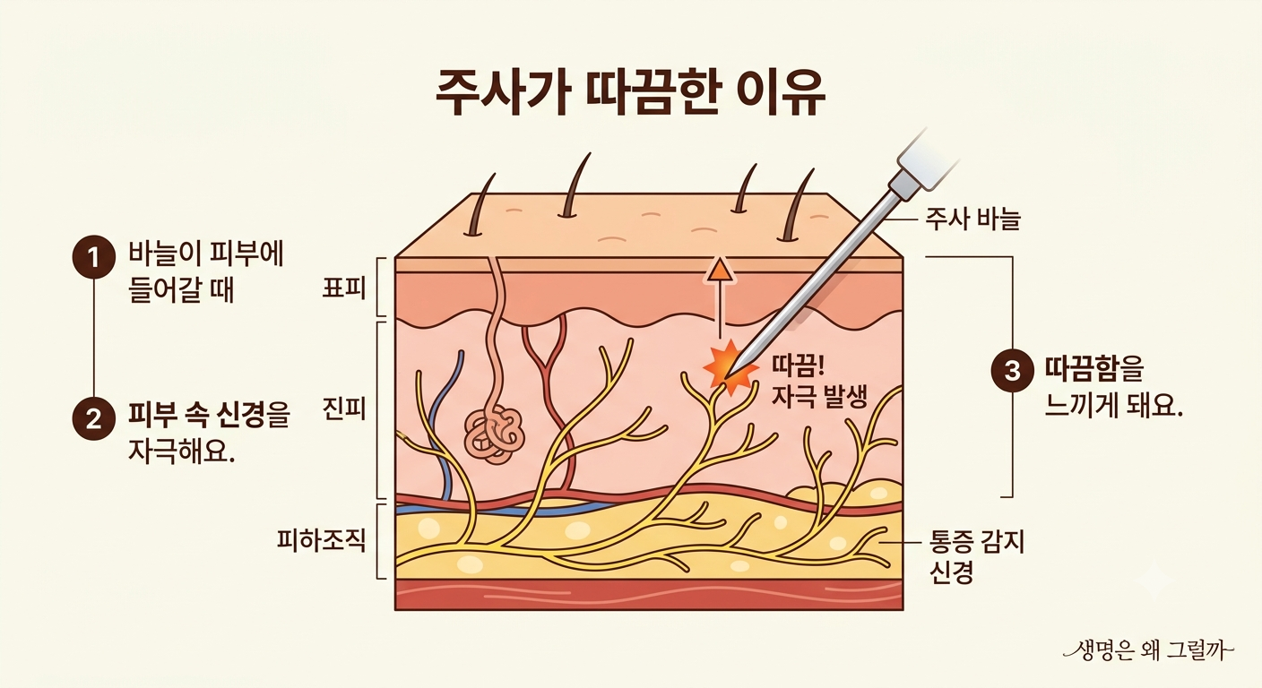 주사가 따끔한 이유는 바늘이 피부와 조직을 통과하면서 통증을 감지하는 신경을 자극하기 때문입니다.