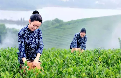 계절의 변화를 세분화한 24 절기 중 &amp;#39;곡우&amp;#39; 이해하기