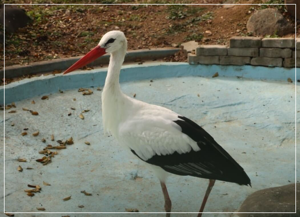 군산 가볼만한곳 베스트10 금강철새조망대