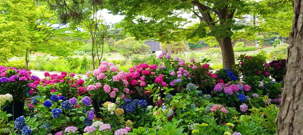 태안 빛축제는 365일 연중무휴로 진행하고 있습니다. 충청남도 최초로 화려하게 조명으로 야간 볼거리를 제공하고 있습니다.