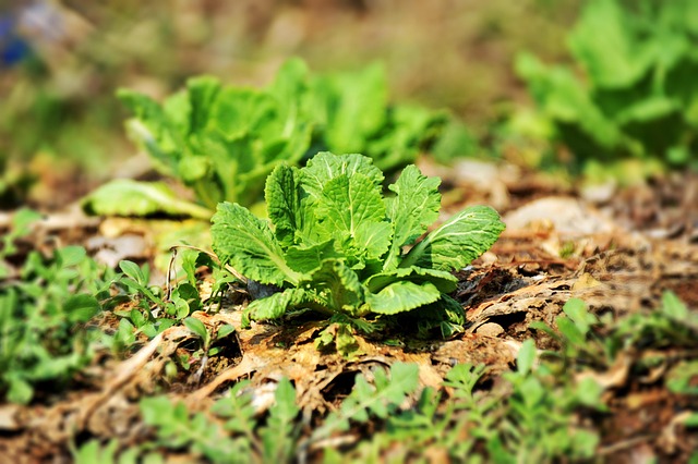 절임배추 20KG 사전예약