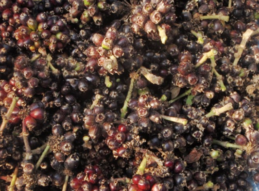 오가피효능,오가피열매효능,가시오가피주,가시오가피효능,가시오가피,오가피,오가피열매