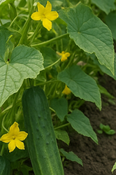 오이지 물없이담그는방법