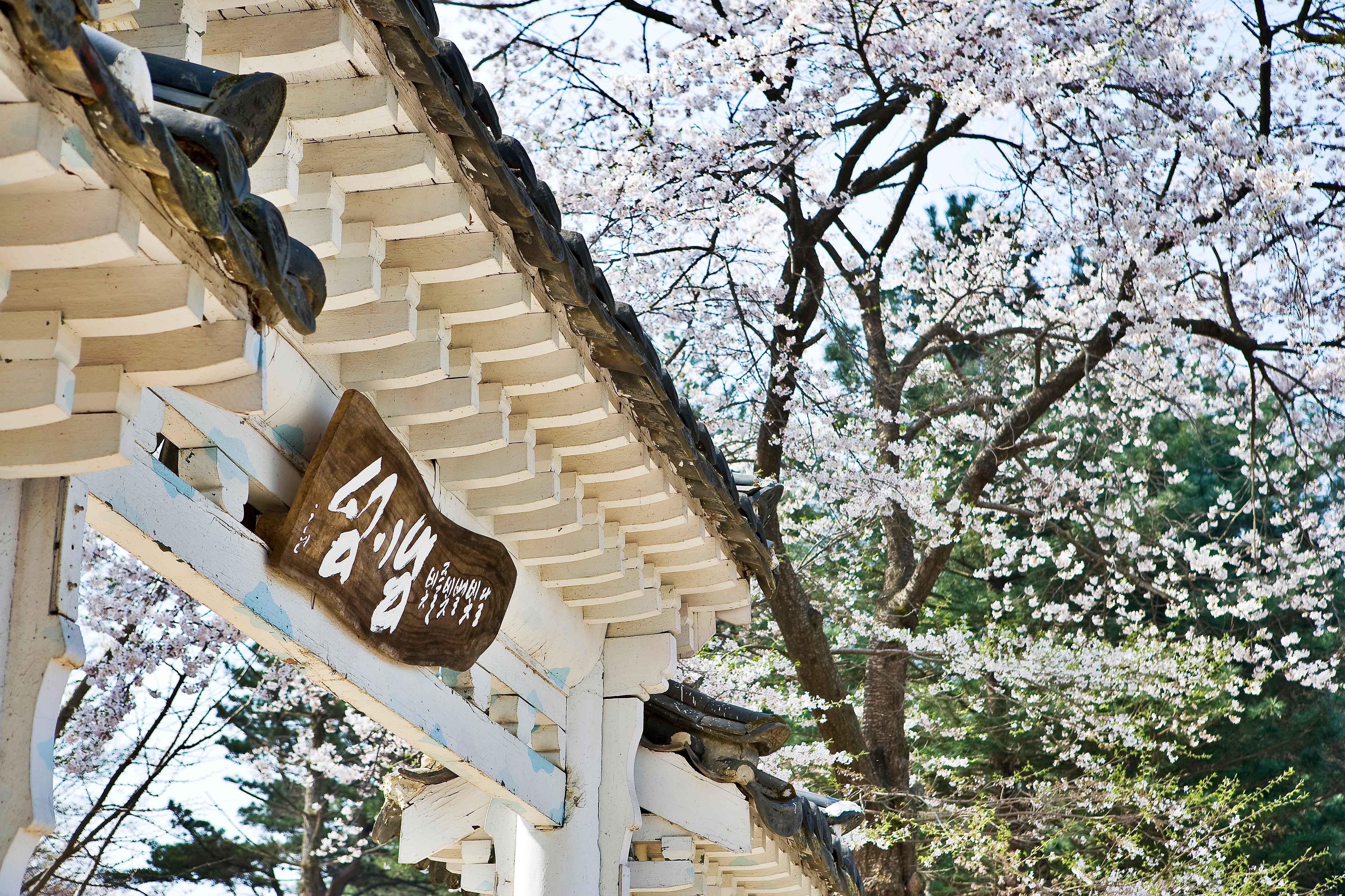 남이섬 벚꽃
