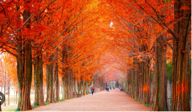 담양메타세콰이어길 단풍