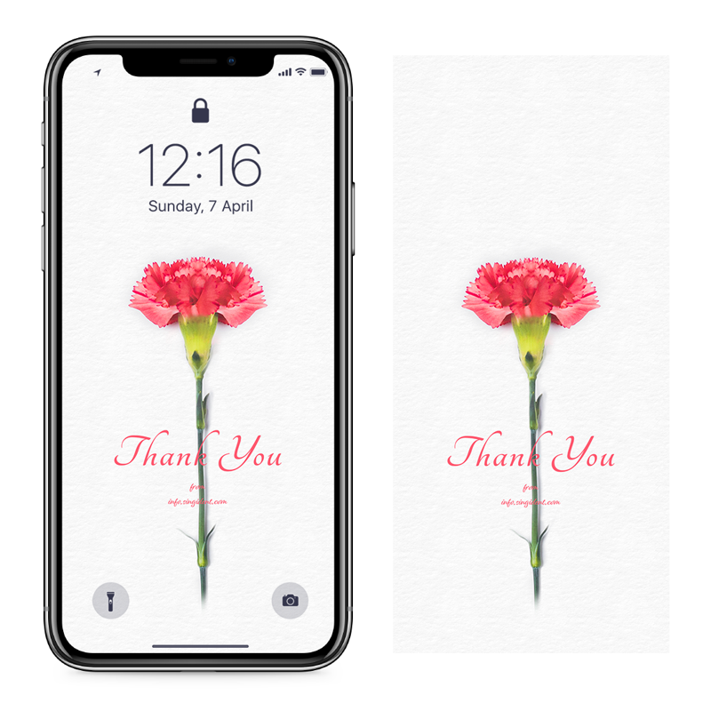 05 카네이션 C - Thank You 아이폰꽃배경화면
