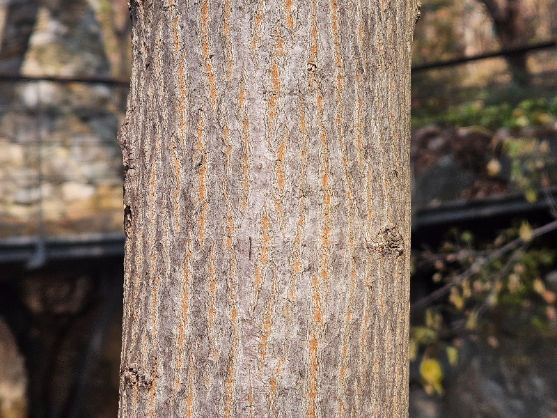 고로쇠나무 수피