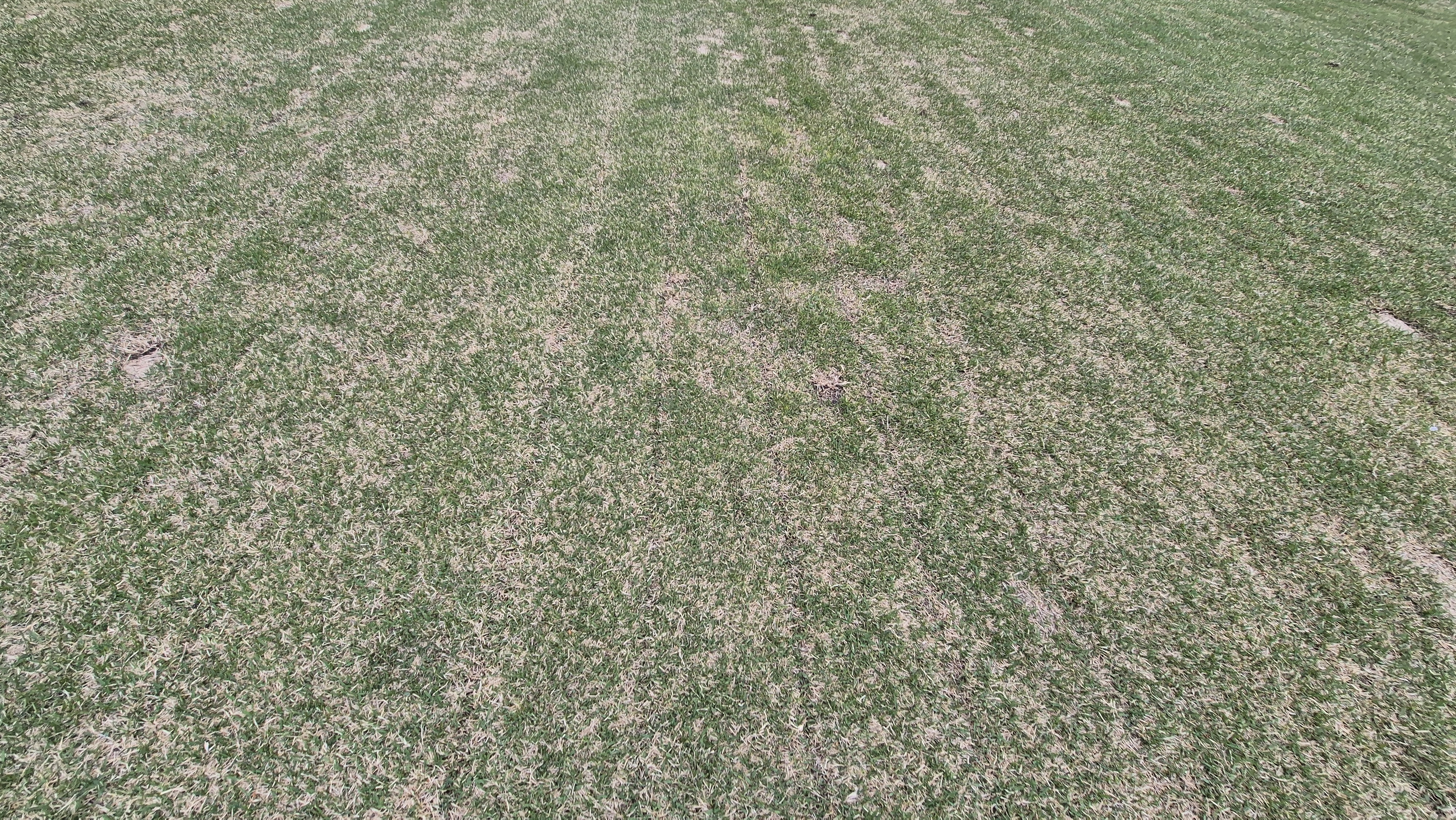 시그너스cc 코튼-라미 코스 관리 상태