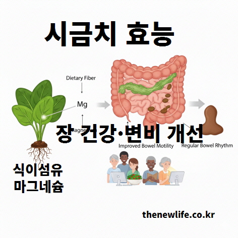 식이섬유와 마그네슘을 함유한 시금치 효능으로 장 건강과 변비 개선에 도움을 주는 원리를 설명한 이미지