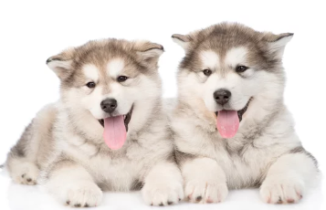 알래스칸 말라뮤트/출처:어도비스톡