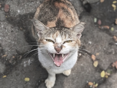 분노의 심리학, 우리는 왜 화를 낼까