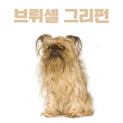 브뤼셀 그리펀(Brussels Griffon)이미지