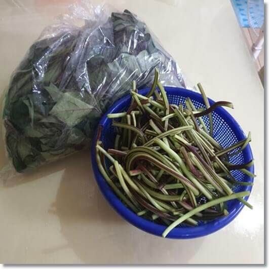 고구마 잎의 효능 및 영양성분 먹는 법과 주의점