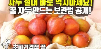 자두 보관법 수확시기 효능 자두청 만들기_5