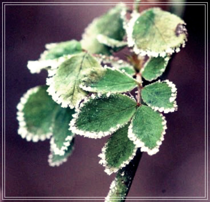 찔레순의 놀라운 효능