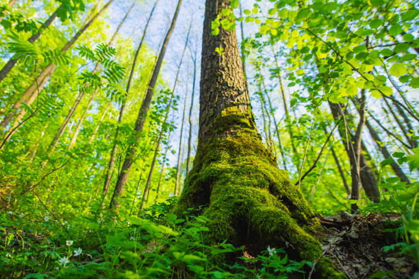 탄소중립포인트제