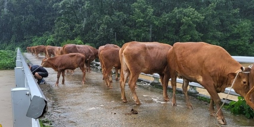 럼피스킨병 관련주