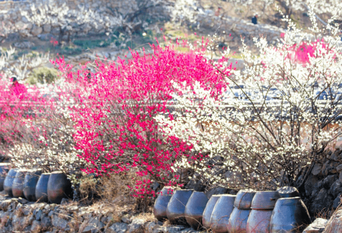 3월여행지추천, 가볼만한곳, 봄꽃여행