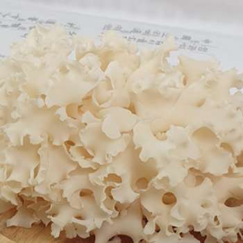 꽃송이 버섯 효능