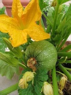 노란-호박꽃이-예쁘게-핀-애호박-넝쿨