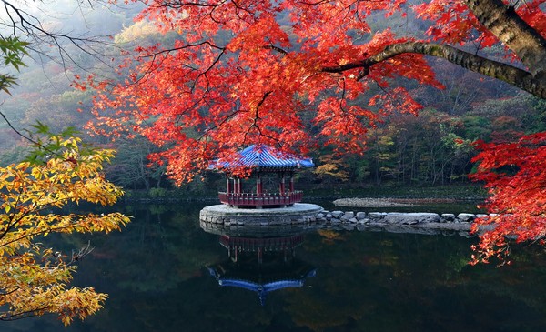 2024 내장산 단풍축제