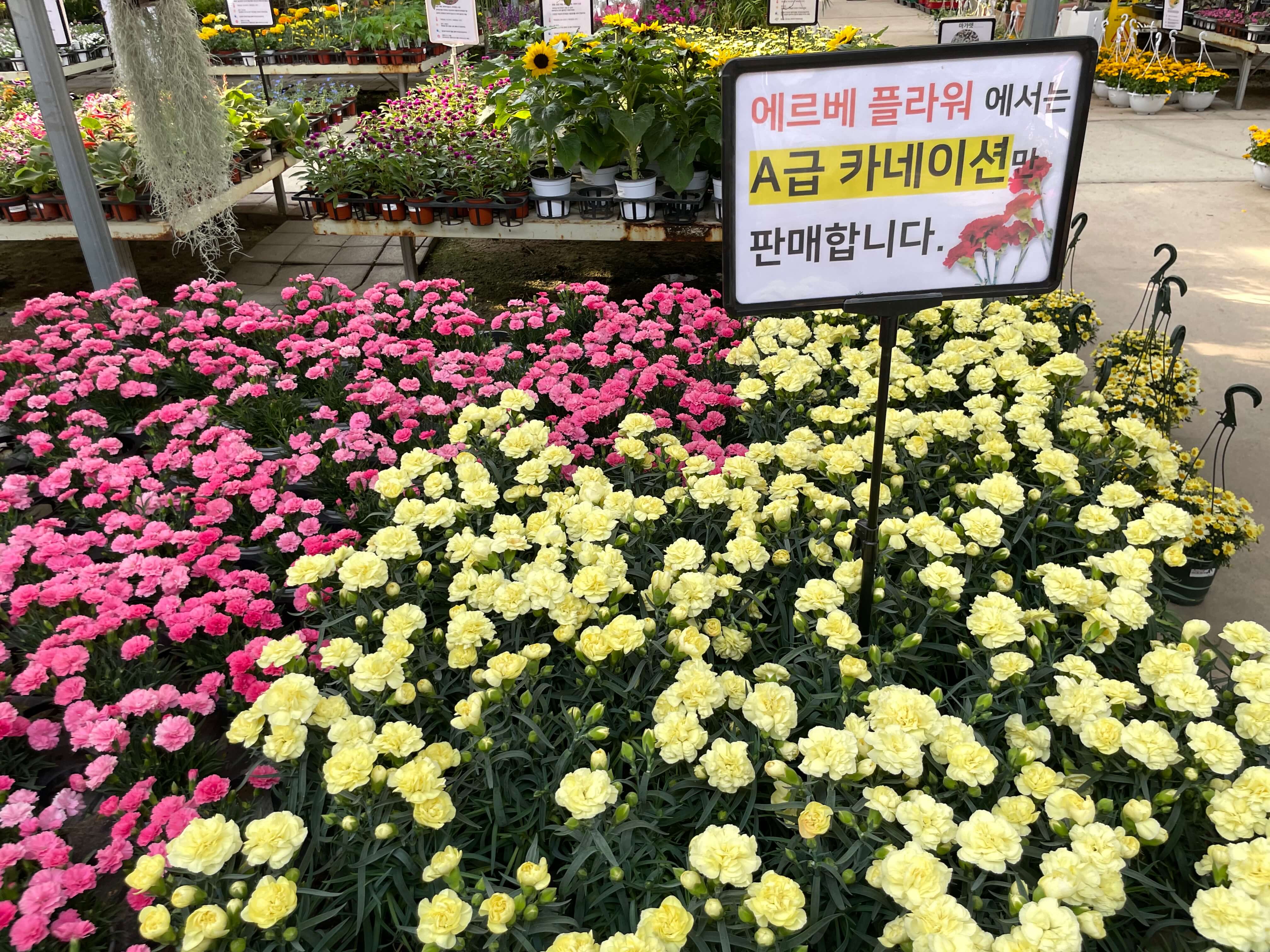 노란색-카네이션-사진