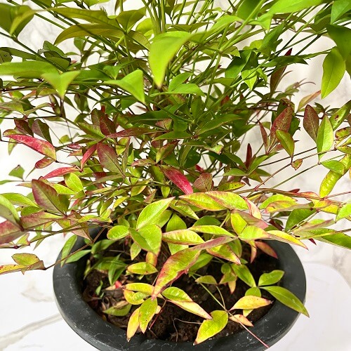 남천 나무 키우기