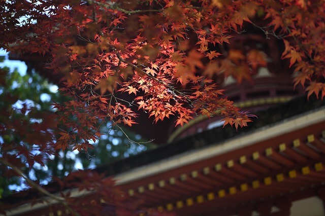 경기도 단풍 코스&amp;#44; 수도권 단풍 포토존&amp;#44; 가을 단풍 명소 추천&amp;#44; 경기도 단풍길 여행&amp;#44; 단풍 사진 명소&amp;#44; 서울근교 단풍 코스&amp;#44; 가을 단풍 출사지&amp;#44; 경기도 단풍 포인트&amp;#44; 수도권 단풍 여행코스&amp;#44; 단풍 인생샷 명소