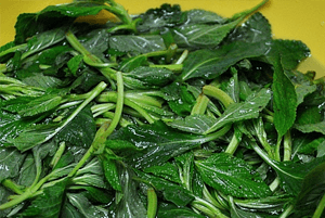 곰보배추 효능10